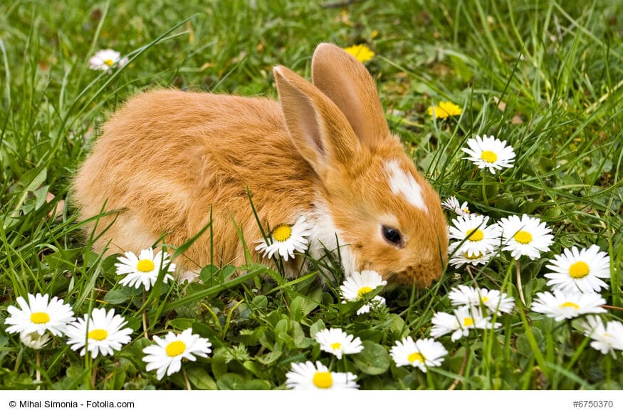 Kleines, braun weißes Kaninchen hockt zwischen Gänseblümchen