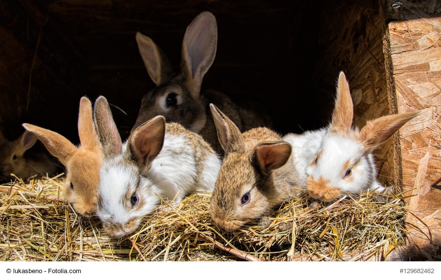 Fünf kleine Kaninchen mümmeln an trockenen Ästen und Heu