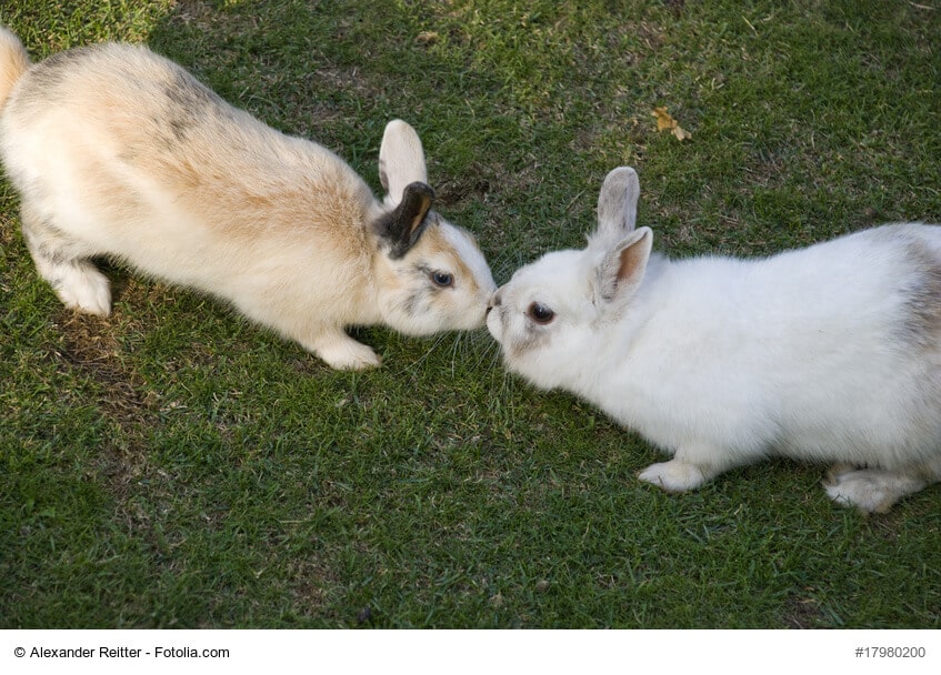 Zwei Kaninchen, eines weiß und eines braun, beschnuppern sich auf einer Wiese