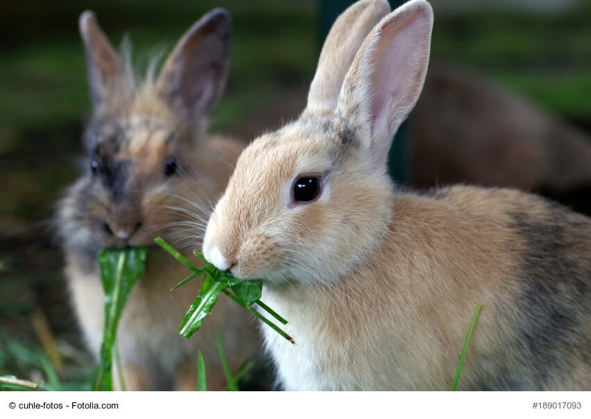 Zwei Kaninchen mümmeln frisches Grünfutter