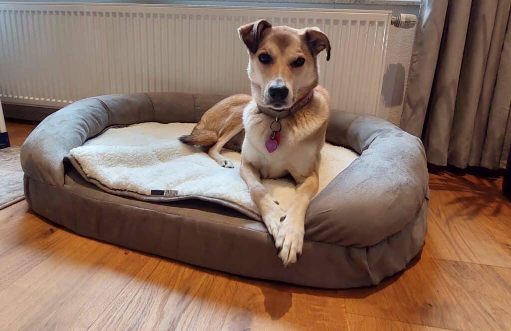Mischlingshund liegt in Karlie Hundebett