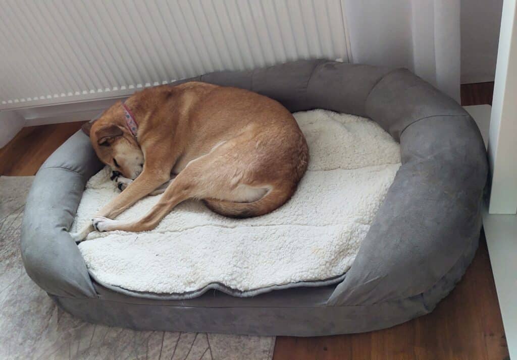 Mischlingshund liegt in Karlie Hundebett