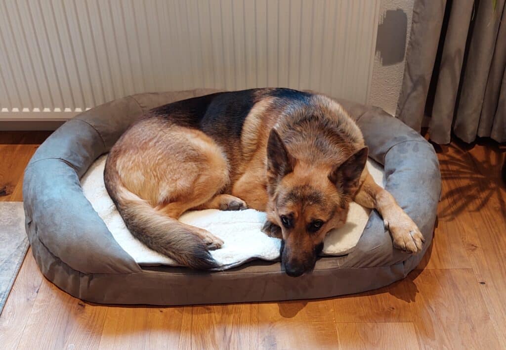 Schäferhund liegt in Karlie Hundebett