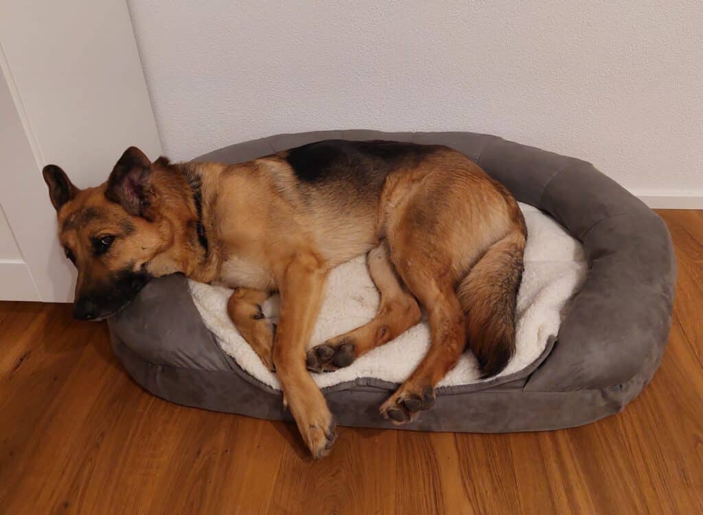 Schäferhund liegt im Karlie Hundebett