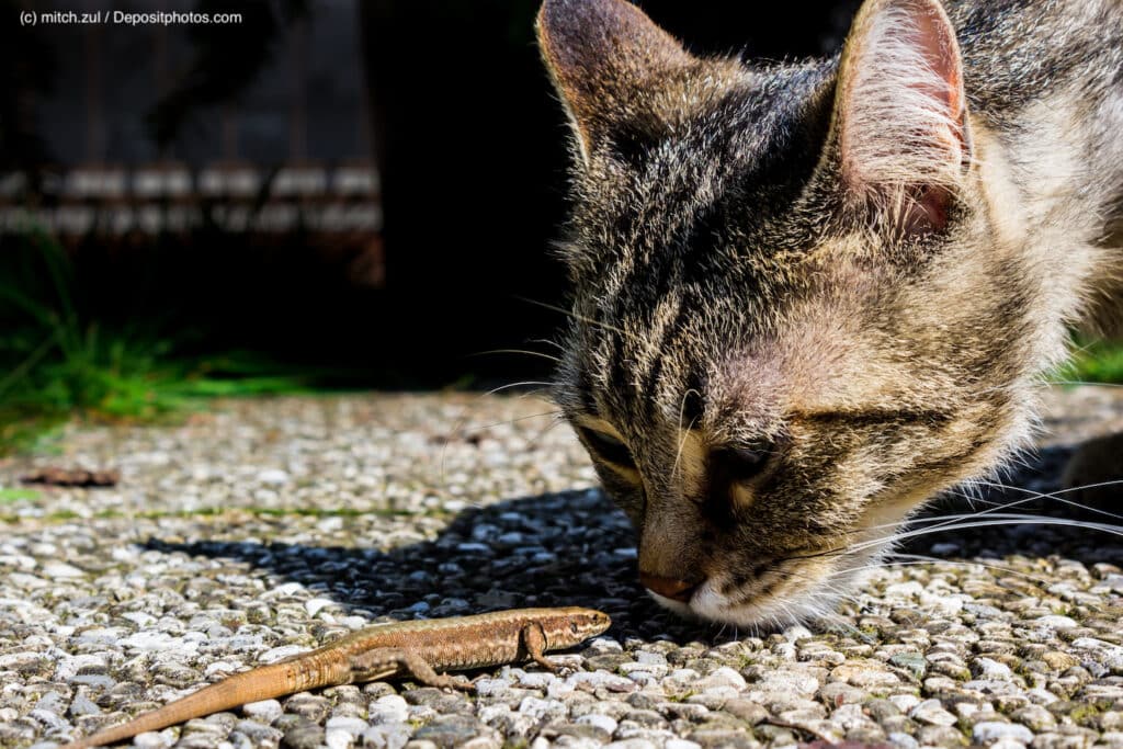 Freigängerkatzen sind es eher gewöhnt, neue Gerüche zu entdecken. Wohnungskatzen können auf neue Mitbewohner mit Unsauberkeit reagieren.