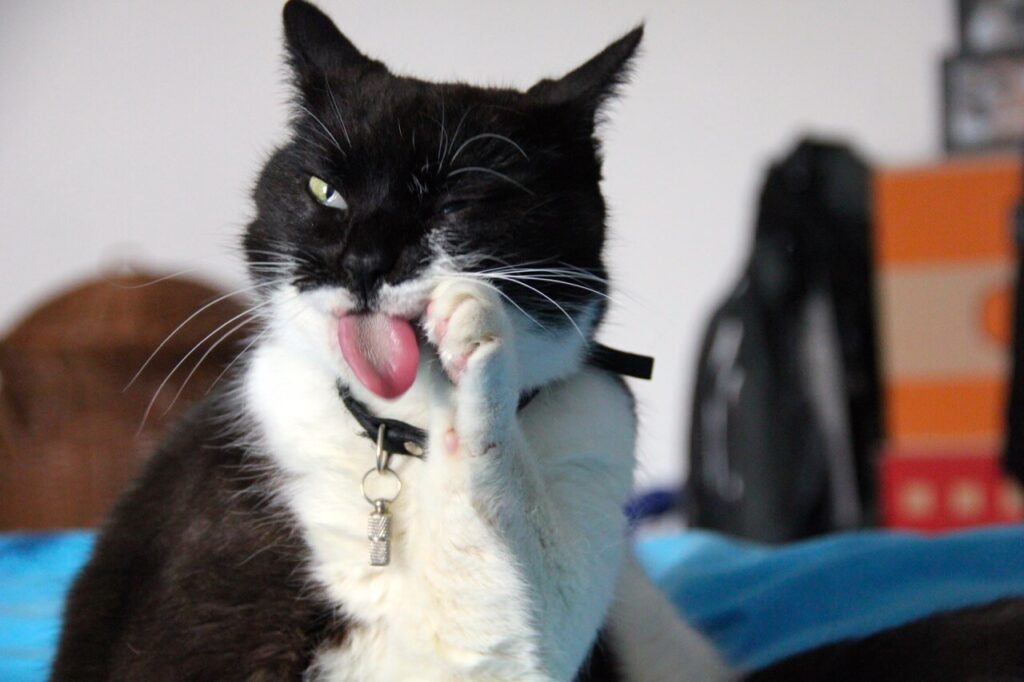 Eine Katze putzt sich, verteilt dabei das Allergen "Fel d 1" im ganzen Fell und guckt komisch