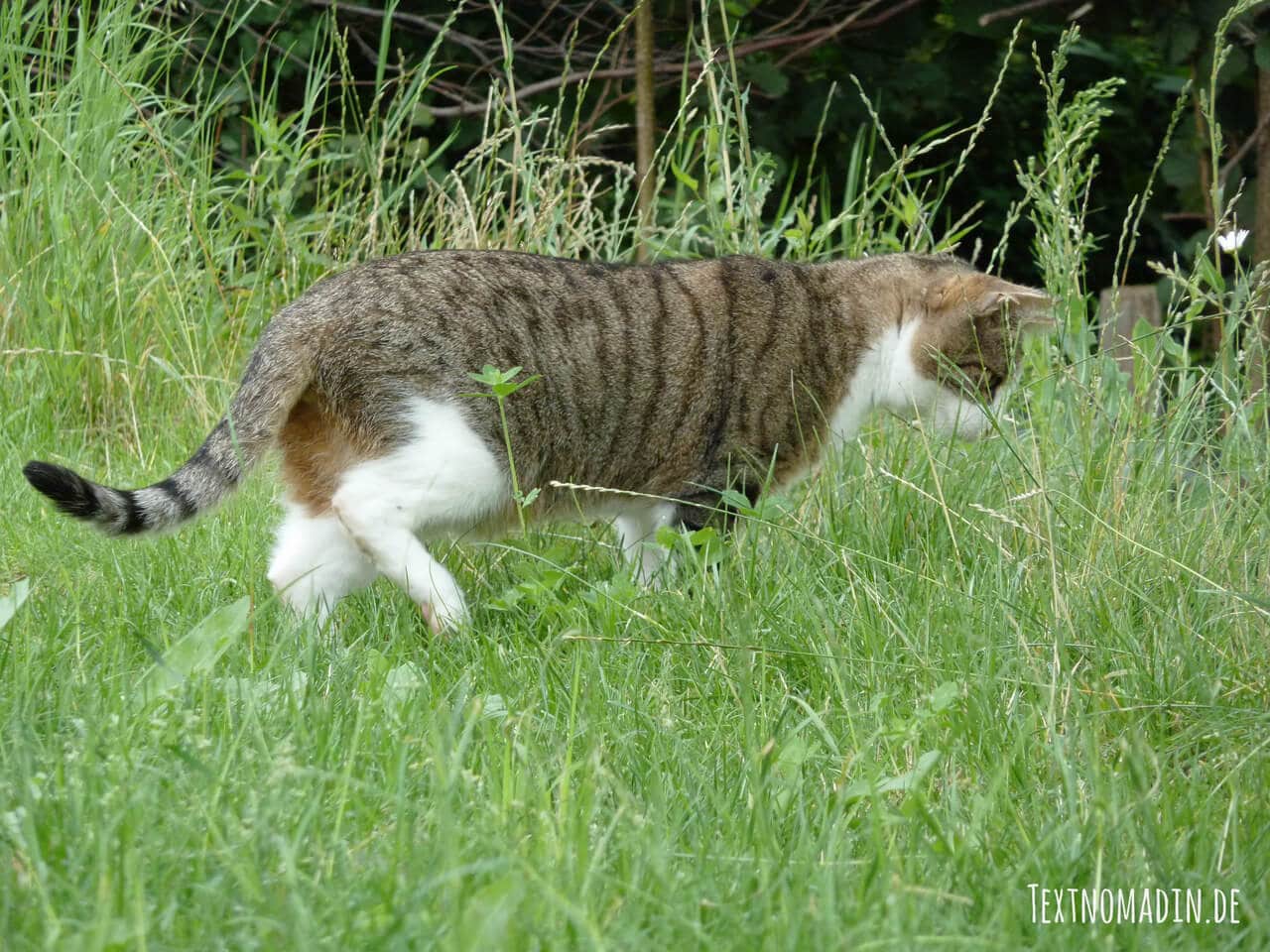 Freigänger Katzen haben viel mehr Möglichkeiten sich auszulasten
