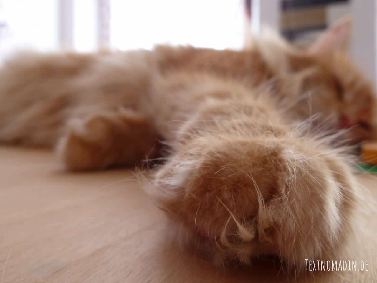 Katze zerstört Möbel, Hilfe