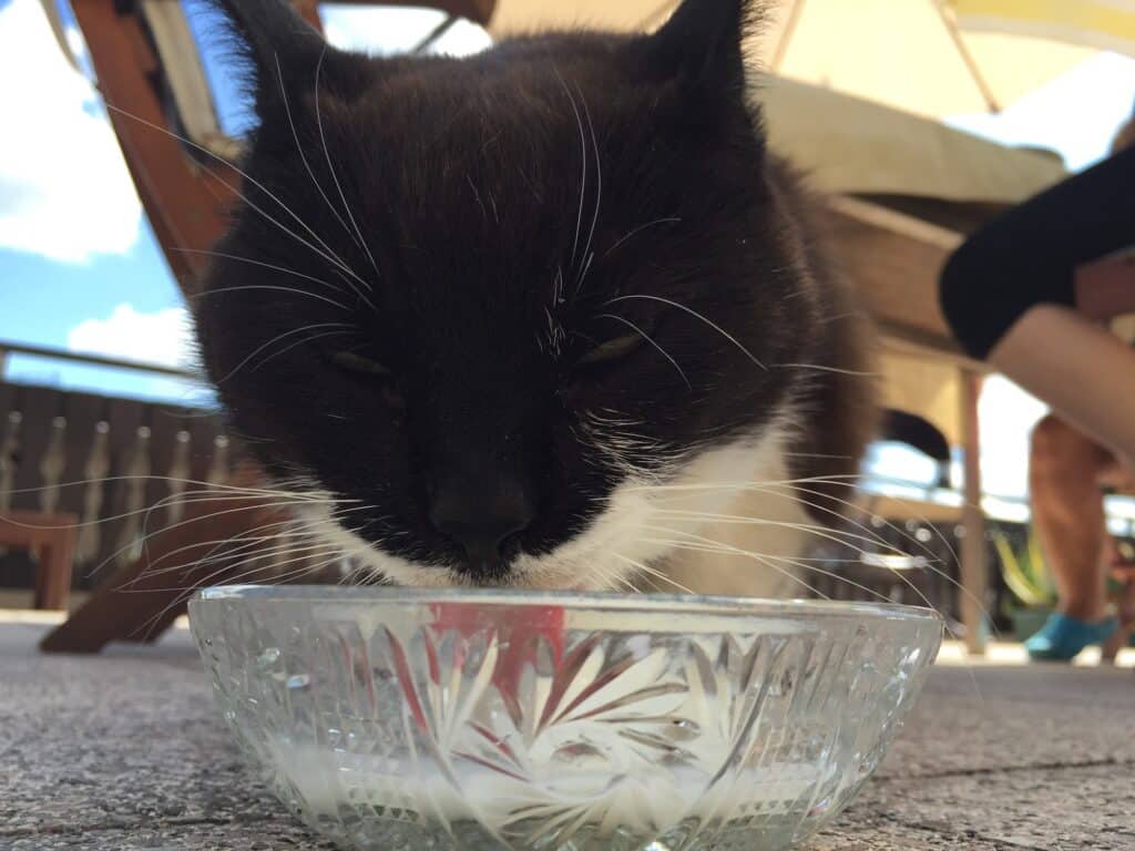 Hühnchenwasser oder auch ein Schluck Yoghurt, Milch oder Sahne können deine Katze zum trinken animieren.