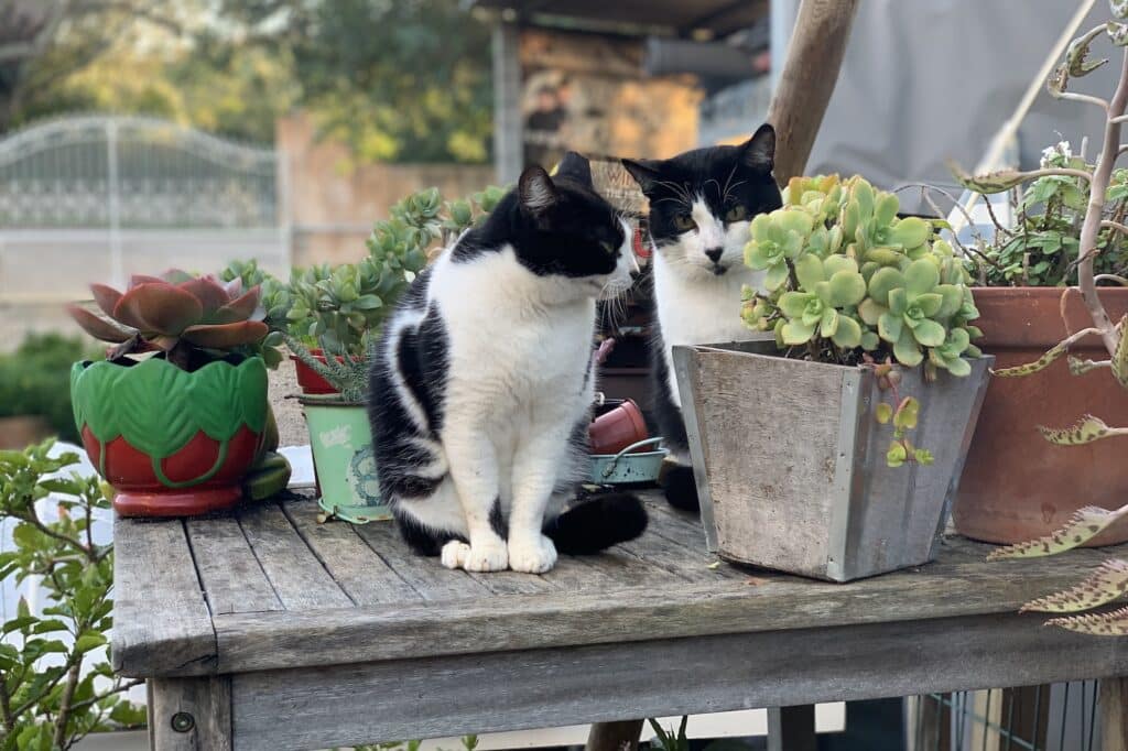 Zwei schwarz-weiße Katzen sitzen auf einem Tisch zwischen Sukkulenten. Im Hintergrund ein weißes Tor. Beschriftung lautet: Mit ein paar kleinen Tricks können Katzen, Hunde und alle Wildtiere in deinem tierfreundlichen Garten zusammen leben.