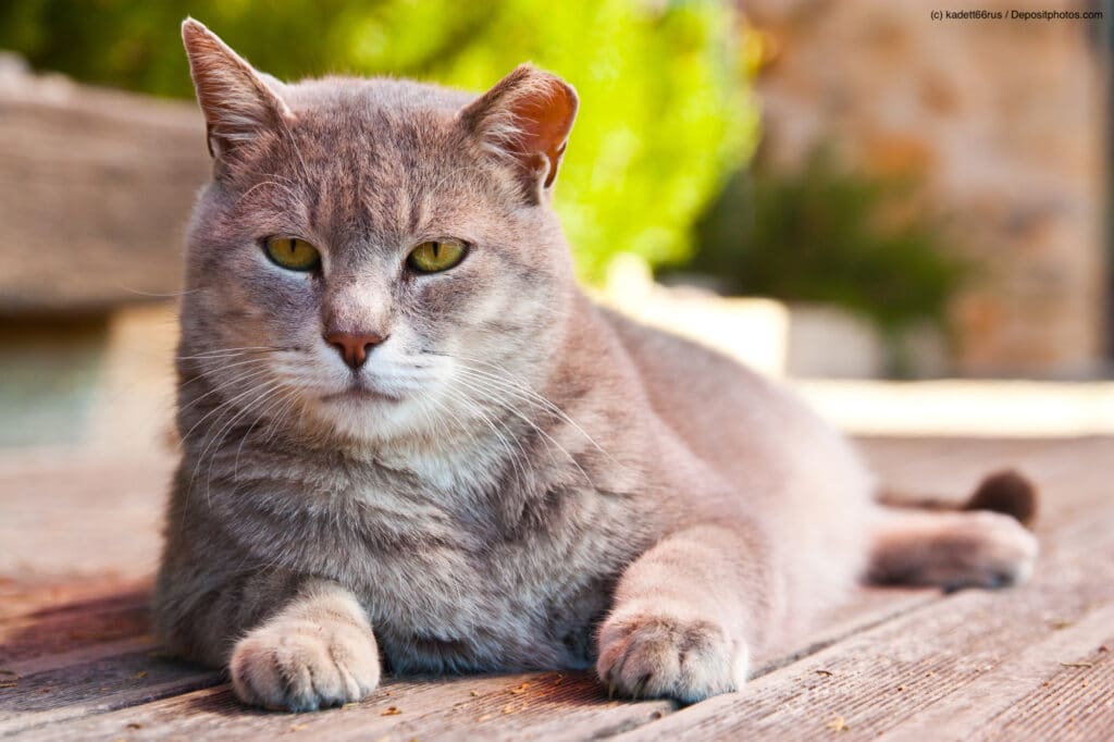 Porträt einer älteren, etwas dickeren Katze mit einem nicht mehr vollständigen Ohr, die auf dem Boden liegt. Beschriftung lautet: Freigänger neigen öfter zu Verletzungen durch Kämpfe oder Unfälle als reine Stubentiger.