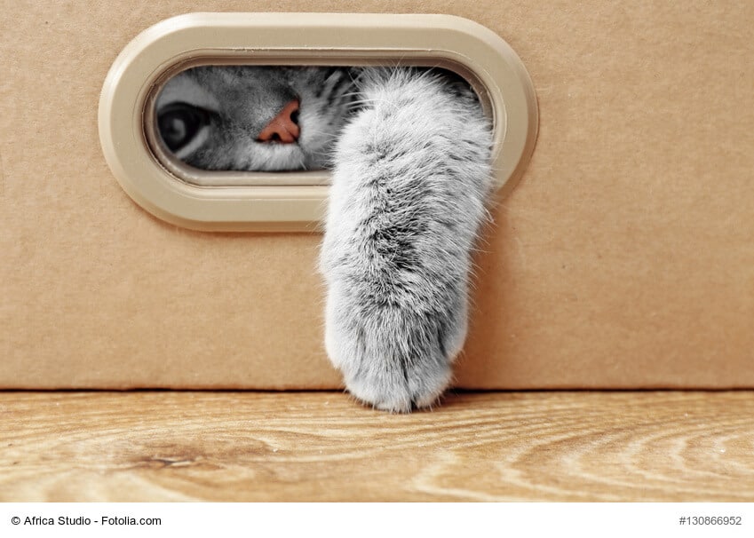 Katzen Fummelbrett selber bauen