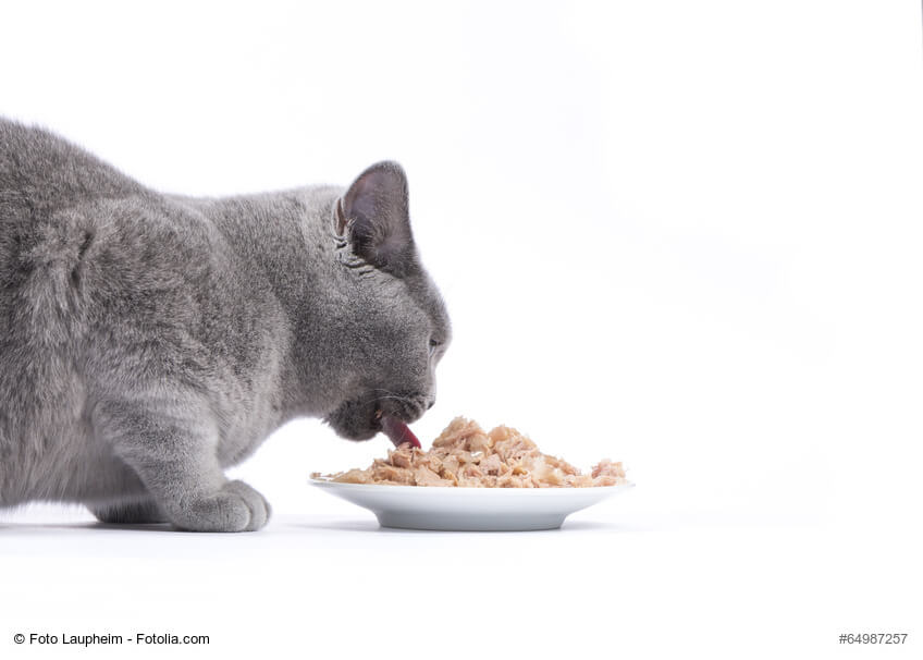 Katzenfutter aus der Dose