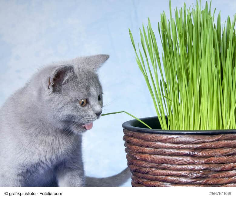 Katzengras für die Verdauung eurer Katzen