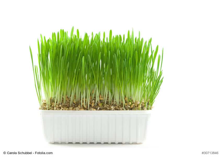 Katzengras für Stubentieger