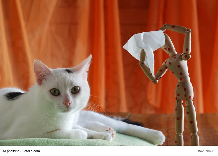 Katzenhaarallergie, Infos für Betroffene