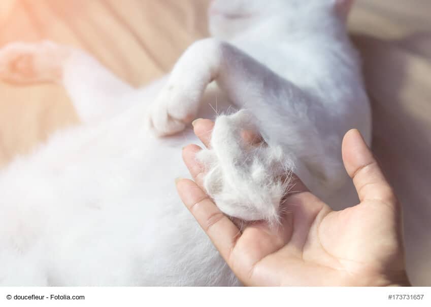 Hilfe bei Tierhaarallergie