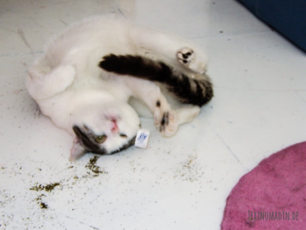 Katze Eisbär im Baldrian Rausch