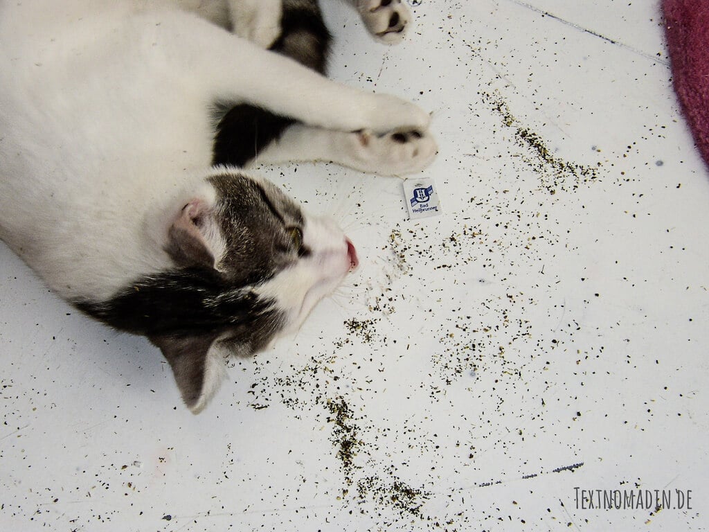 Katze Eisbär im Baldrian Rausch