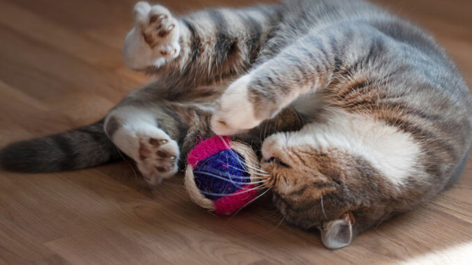 Katze Spielzeug mit Katzenminze