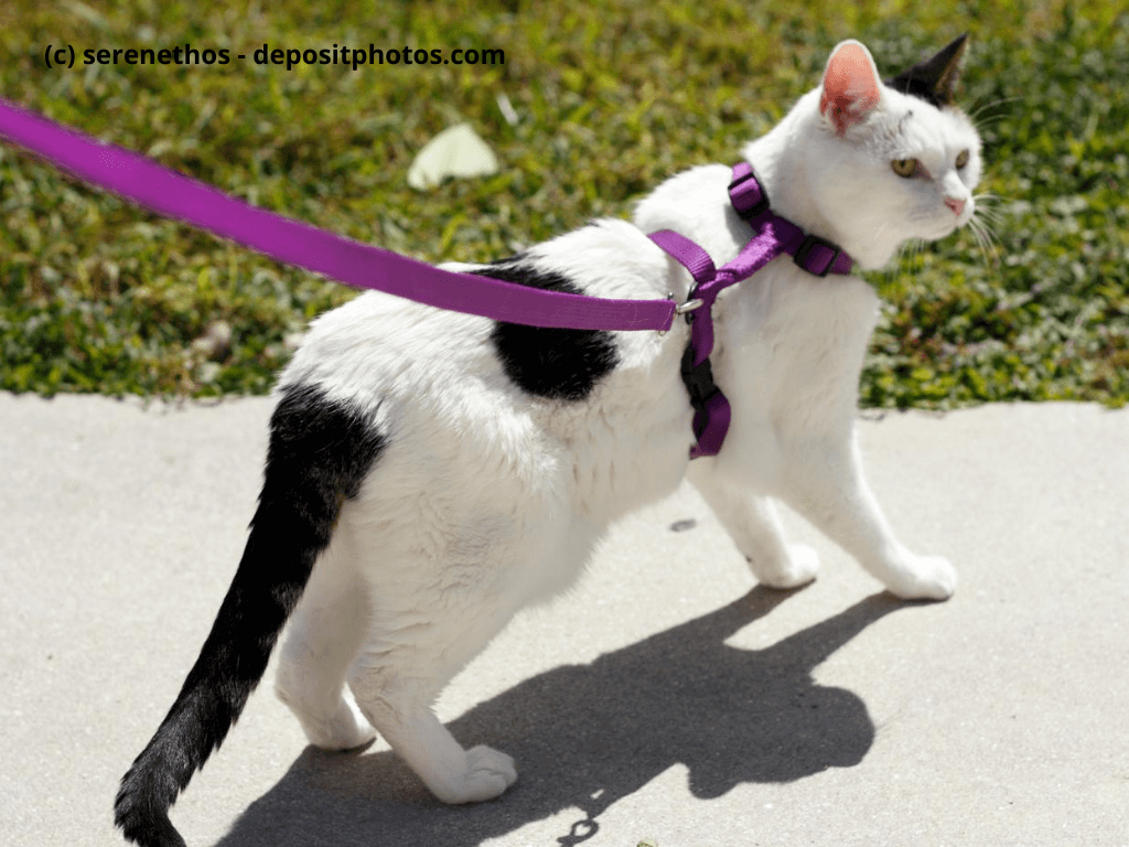 Für einen Spaziergang draußen braucht deine Mieze ein passendes Katzengeschirr.