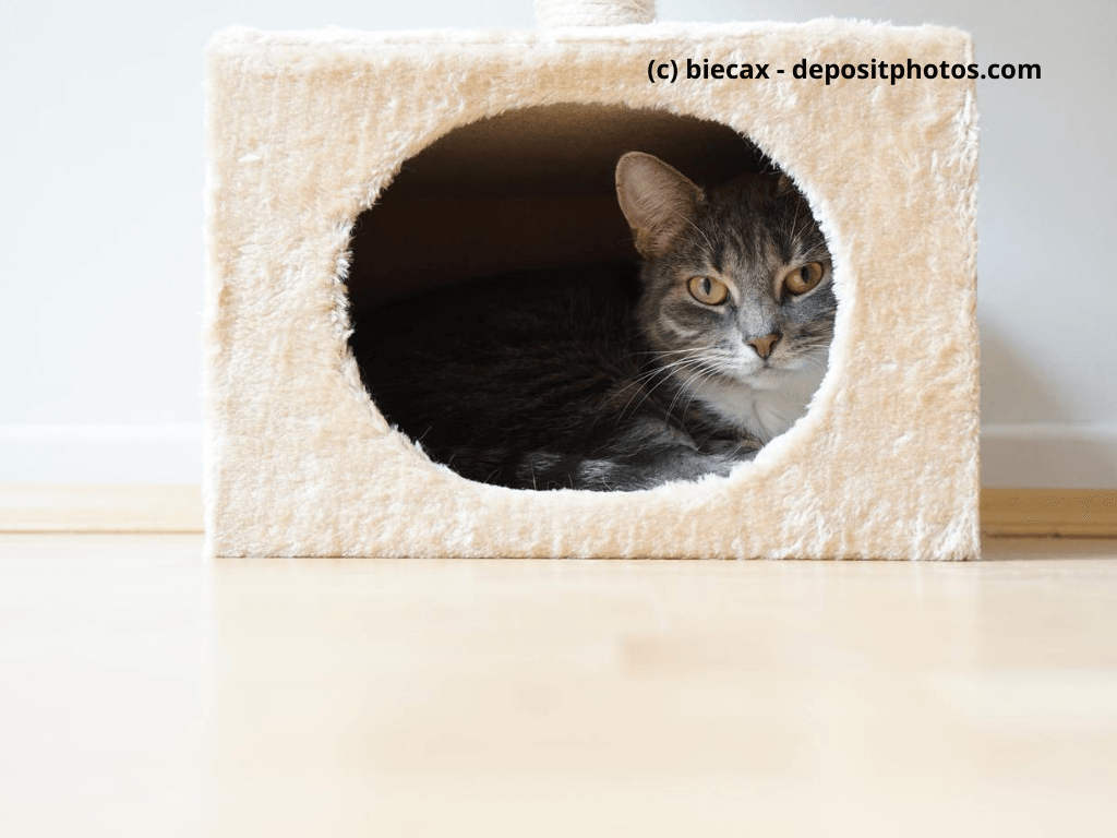 Katze sitz in einer flauschigen Katzenhöhle