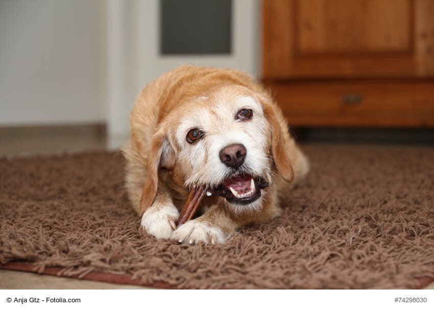 Hund mit Zahnpflege Kaustange zwischen den Pfoten