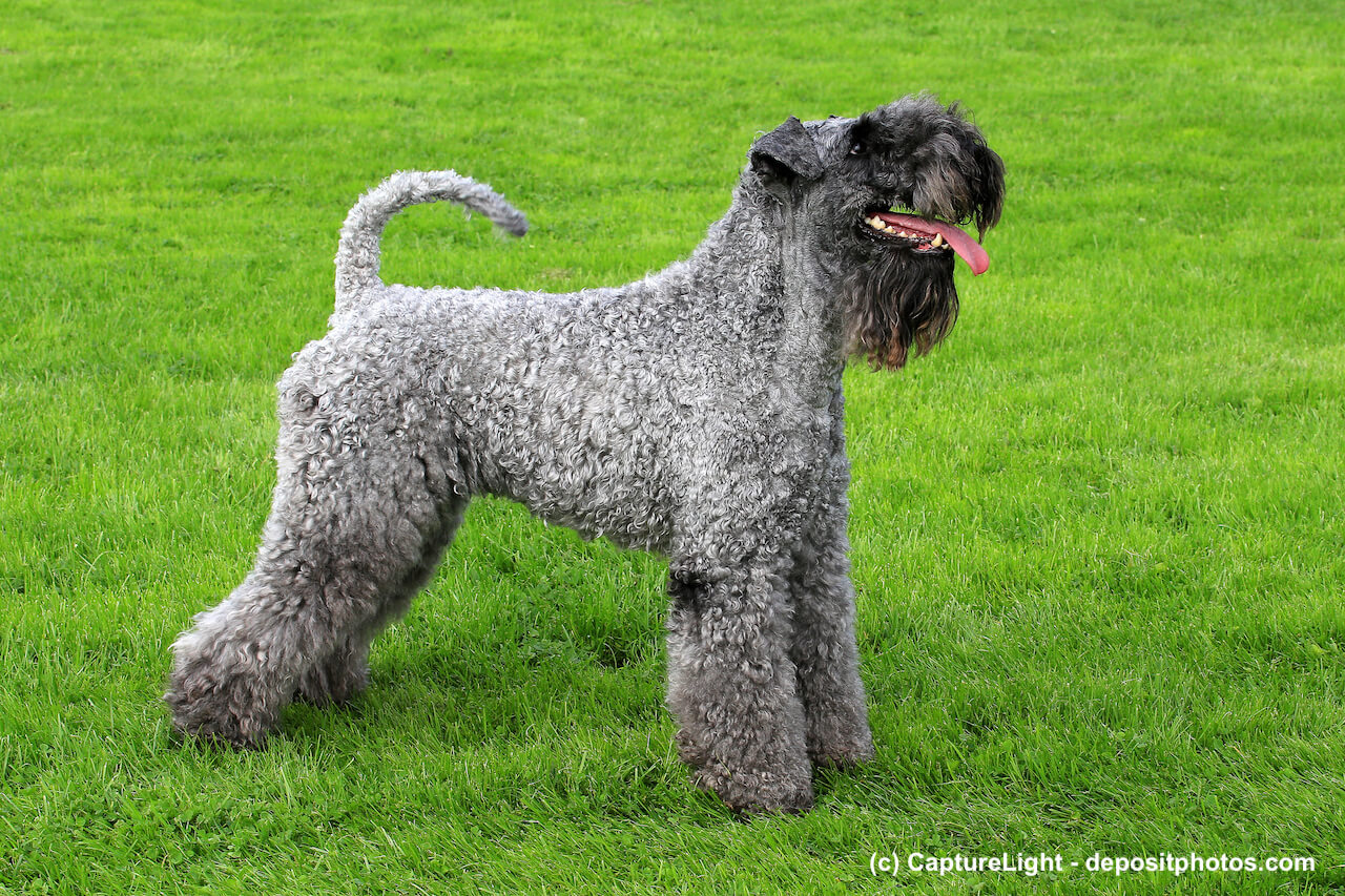 Kerry (Irish) Blue Terrier Steckbrief