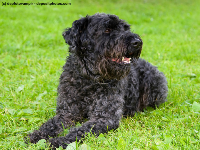 Kerry Blue Terrier liegend