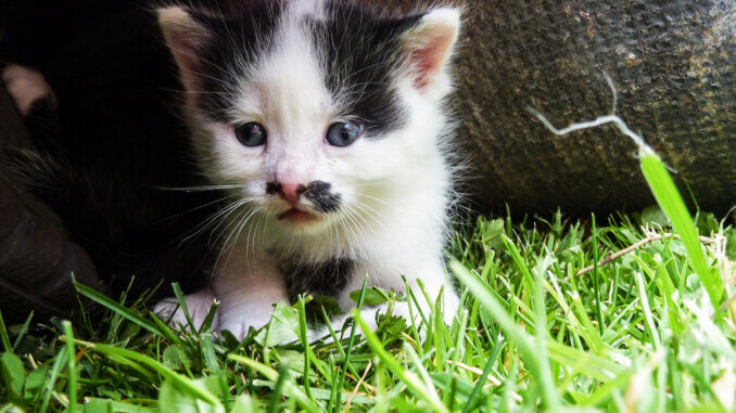 Kitten auf der Wiese