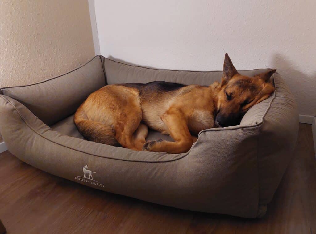 Schäferhund liegt im Knuffelwuff Hundebett