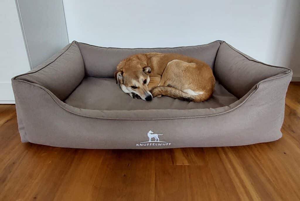 Mischlingshund liegt im Knuffelwuff Hundebett.