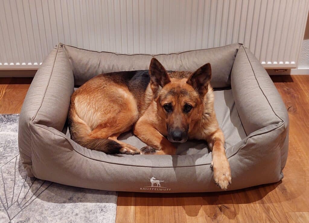 Schäferhund liegt im Knuffelwuff Hundebett.