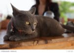 Korat Steckbrief