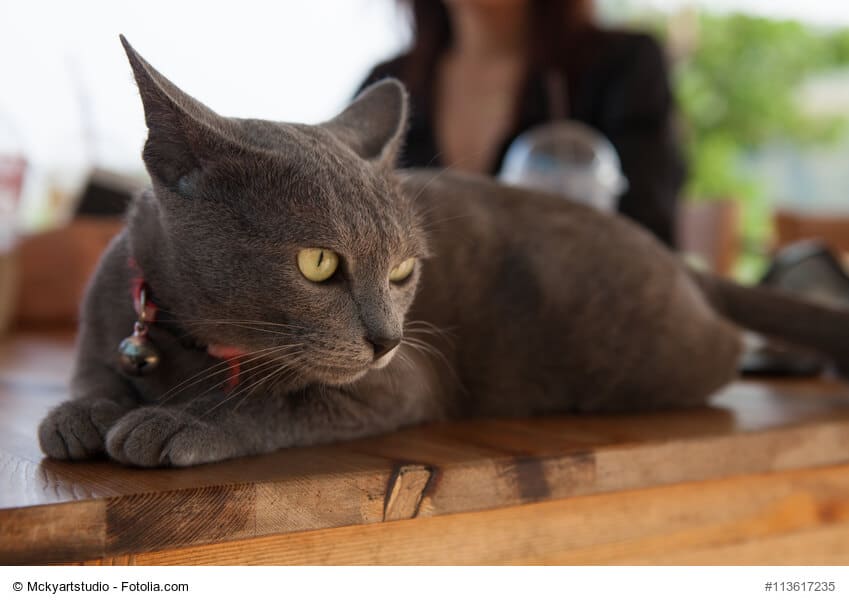 Korat Steckbrief
