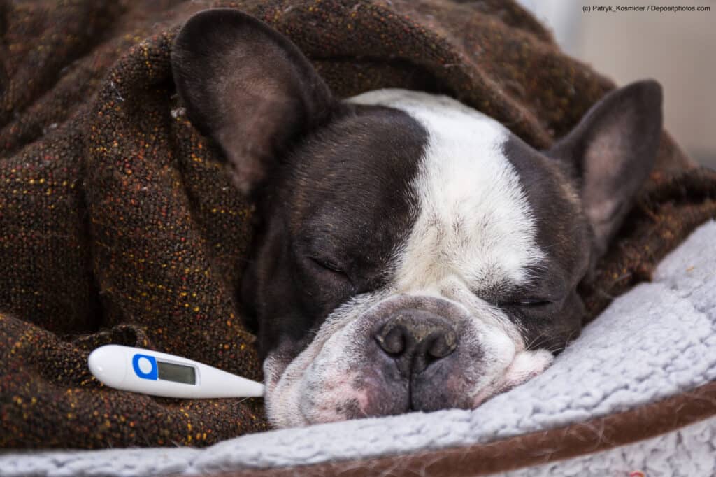 Französische Bulldogge liegt mit geschlossenen Augen in eine braune Decke gehüllt mit Fieberthermometer in der Schnauze. Beschriftung lautet: Fieber ist eine sinnvolle Abwehrfunktion des Körpers gegen Erreger.