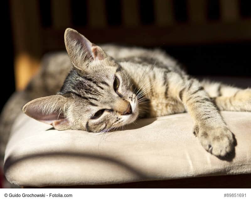 Kuschelkissen für Katzen selber nähen