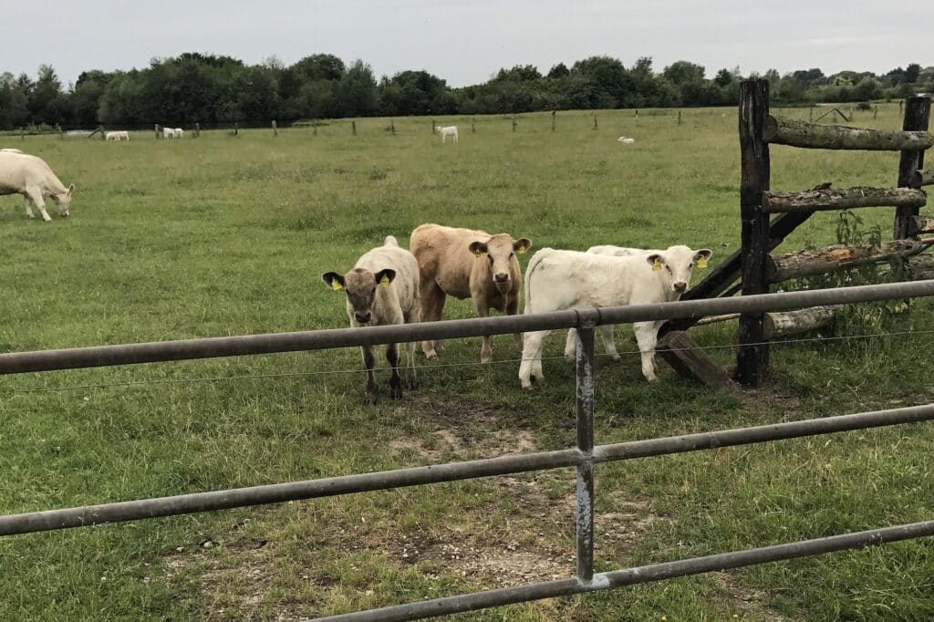 Kühe und Kälbchen auf einer Weide hinter einem Zaun. Beschriftung lautet: Bio-Hundefutter enthält auch Bio-Zutaten, wie Bio-Rind von Kühen aus artgerechter Tierhaltung.