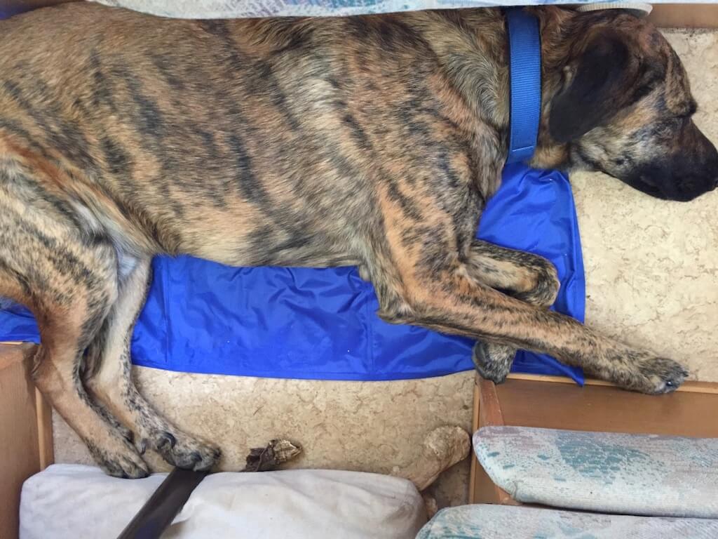Kühlmatte für Hunde von AniOne in einem Wohnmobil mit einem großen Hund darauf liegend.