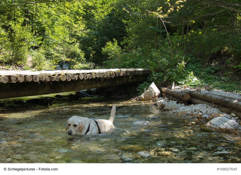 Labrador baded in einem Bach