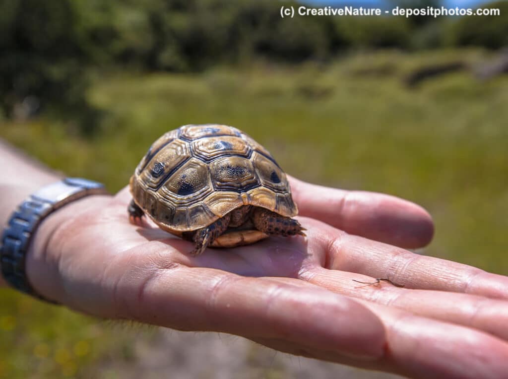 Testudo graeca Griechische Landschildkröte in der Hand eines Forschers