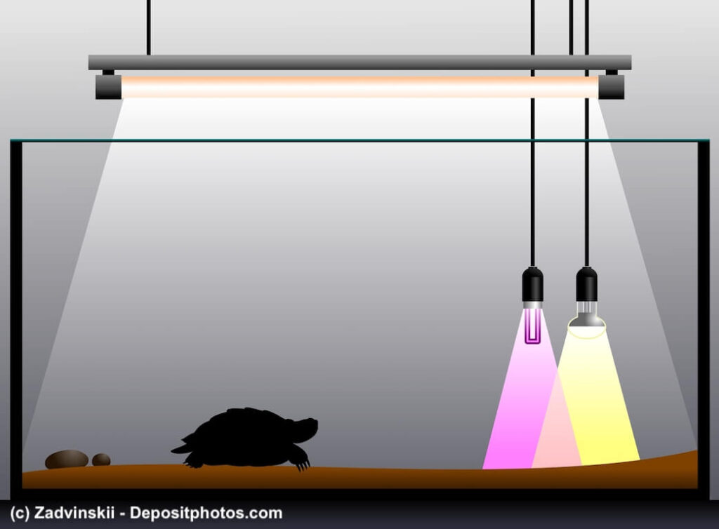 Grafik eines Terrariums mit einer Schildkröte und Wärmelampen