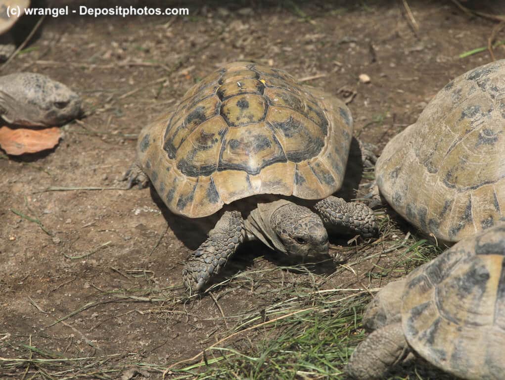 Mehrere Breitrandschildkröten (Testudo marginata) in Gruppenhaltung auf Erd-/Grasuntergrund
