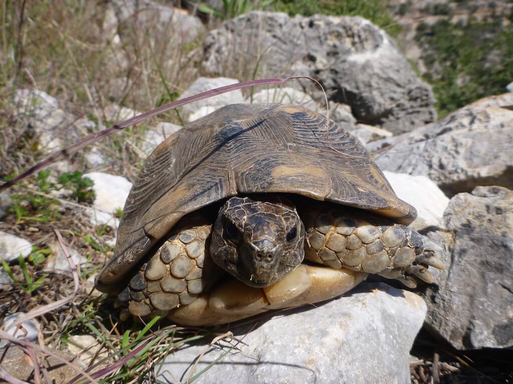 Griechische Landschildkröte in ihrer natürlichen Umgebung in Griechenland