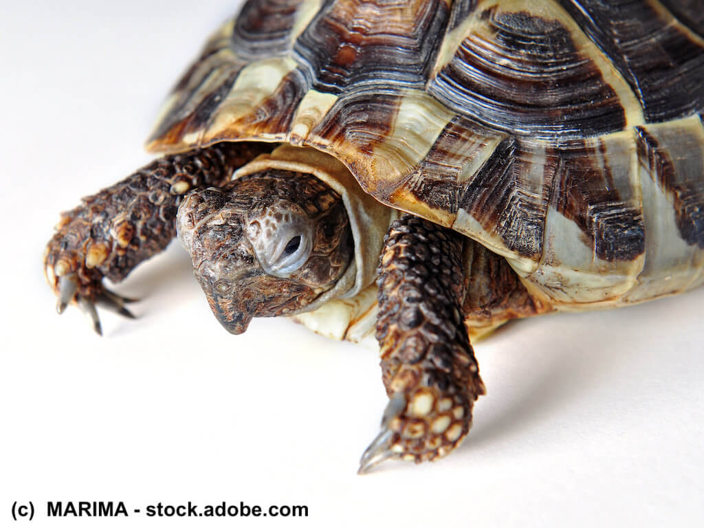 Durch Haltungsfehler kranke Schildkröte mit Hakenschnabel-Bildung auf weißem Hintergrund