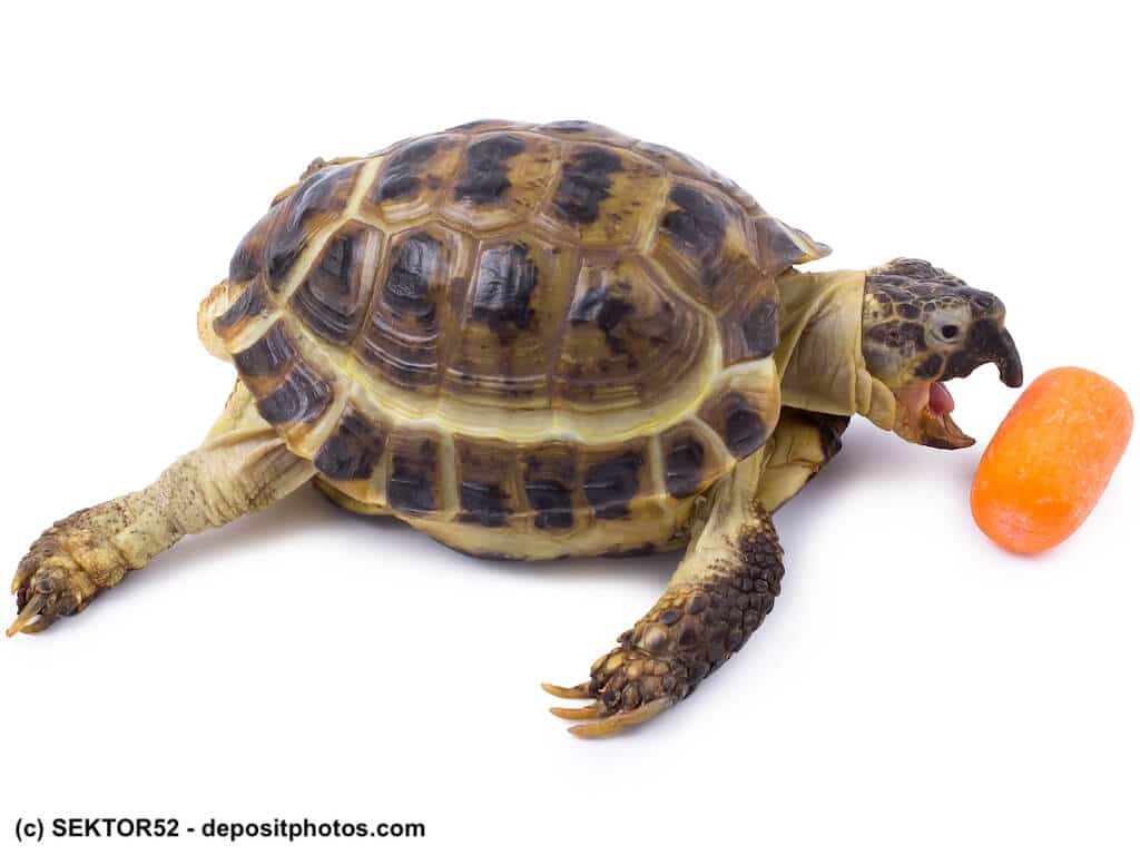 Landschildkröte frisst Karotte