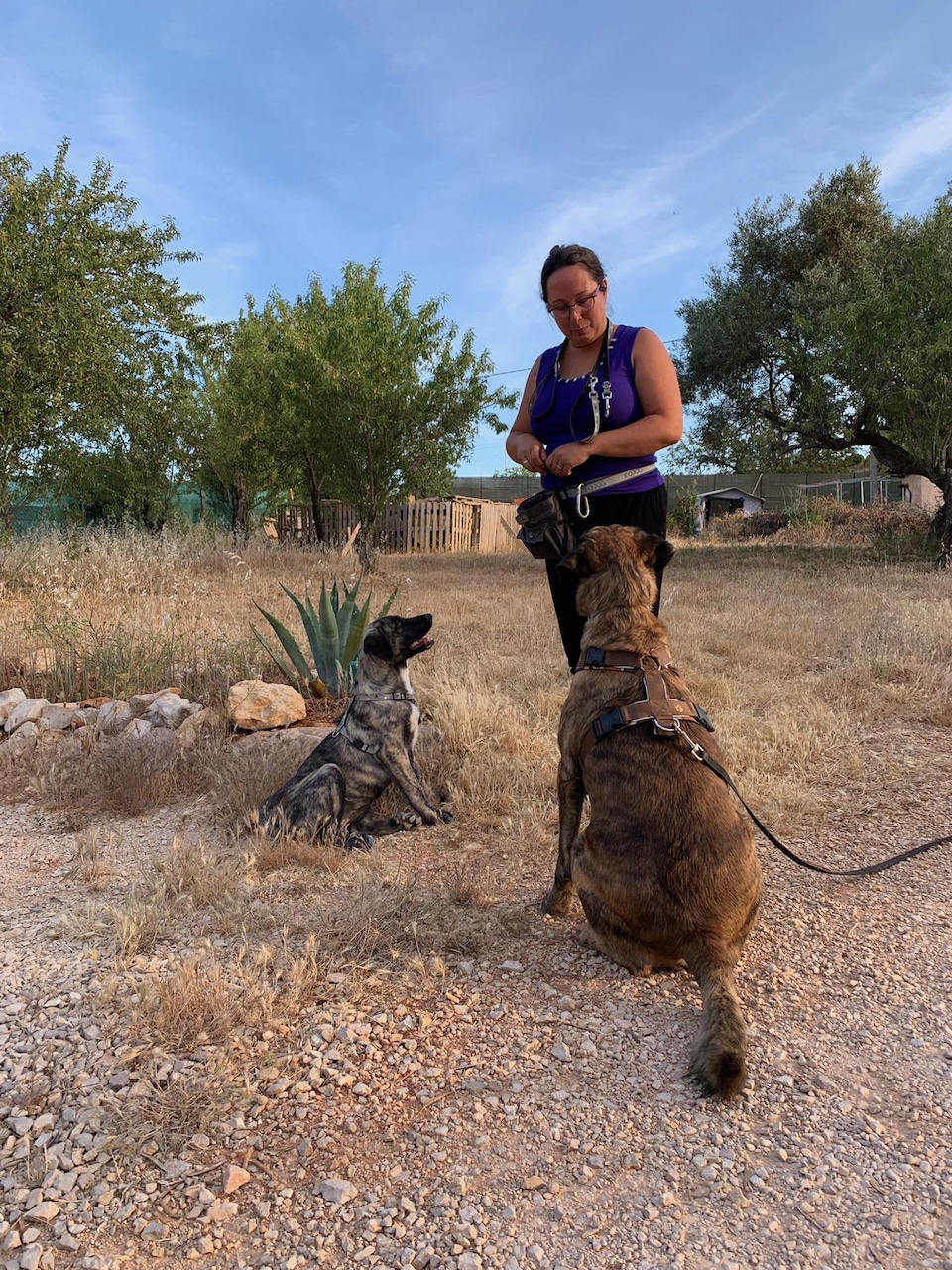 Hundetraining muss nicht viel Zeit verschlingen. Du kannst es hervorragend in kurzen Trainingseinheiten in deinen Alltag integrieren.