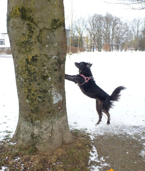 Ein Hund versucht einen Baum umzuschubsen