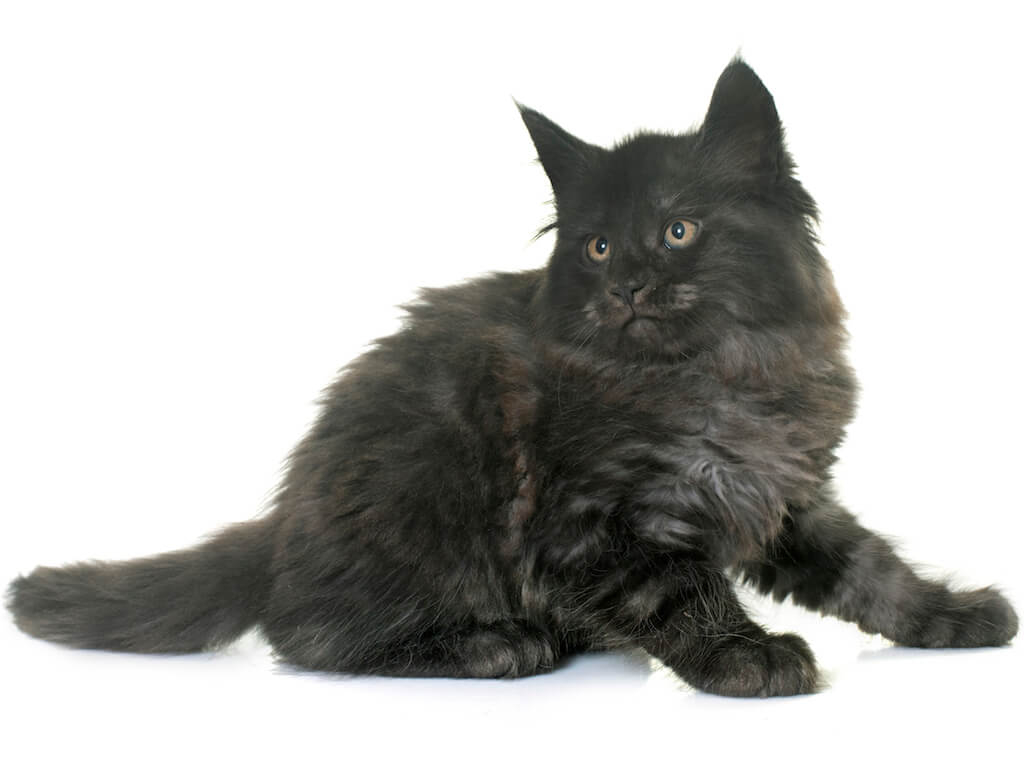 Maine Coon Kitten Fellfarbe rauchfarben vor weißem Hintergrund