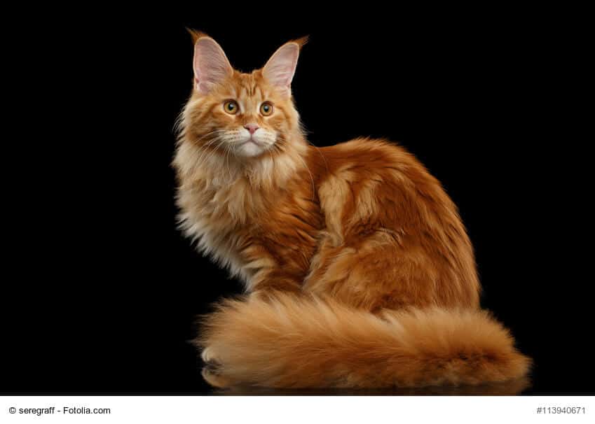 Maine Coon Steckbrief